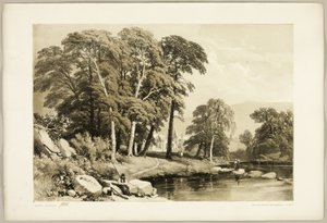 Topola czarna, z parku i lasu autorstwa James Duffield Harding