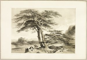 Cedry Libanu, z filmu Park i las autorstwa James Duffield Harding