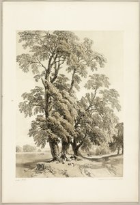 Wiąz, z Parku i Lasu autorstwa James Duffield Harding