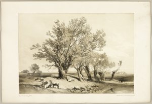 Pollard Willow, z Parku i lasu autorstwa James Duffield Harding