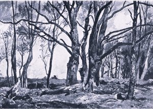 Pollard Willows in Windsor meadows, Nature in Britain, wyd. Collins autorstwa James Duffield Harding