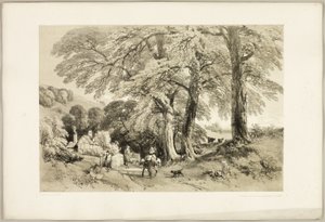 Wiąz Wych, z filmu Park i Las autorstwa James Duffield Harding