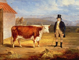 Pan James Hodges i jego dwuletnia Hereford Heifer, ok. 1843 r. autorstwa James Flewitt Mullock