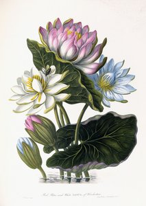 Czerwony, Niebieski i Biały Lotos, Hindustan, 1781 autorstwa James Forbes
