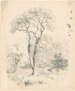 Polana Drzew