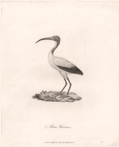 O Hannesie autorstwa James Heath