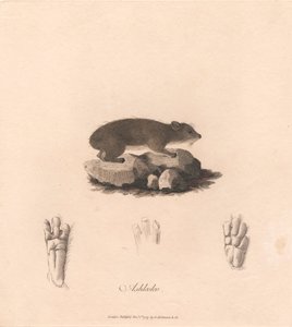 Aszkoko autorstwa James Heath