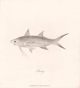 Binny autorstwa James Heath