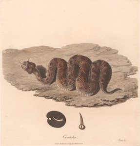 Cerastes autorstwa James Heath