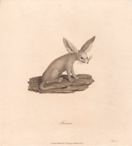 Fenek autorstwa James Heath