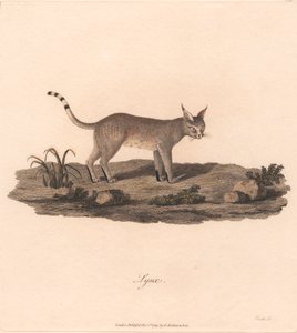 Ryś