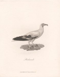Rachama autorstwa James Heath