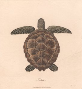 Żółw
