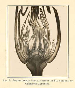[Widok Clematis Japonica - przekrój podłużny] autorstwa James Hornell