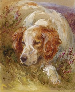 Spaniel (wc i kolor nadwozia na papierze)