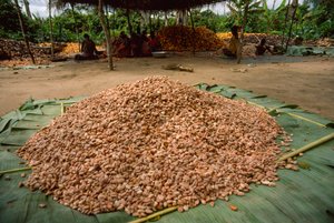 Duży stos ziaren kakaowca (rodzaj: Theobroma, gatunek: cacao), które już... autorstwa James L Stanfield