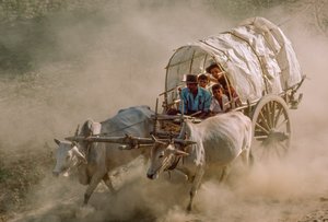 Wyścigi wozów zaprzężonych w byki wyznaczają dzień pełni księżyca w Kason. Patheingyi, na wschód od Mandalay, Birma. autorstwa James L Stanfield