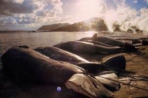 Zarżnięte wieloryby na plaży po polowaniu. FRENCHMAN BAY NEAR ALBANY, WESTE... autorstwa James L Stanfield