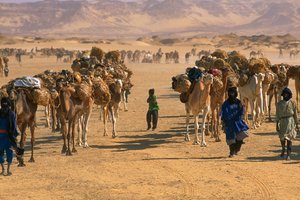 Karawana słonych wielbłądów w pobliżu Fachi. W POBLIŻU FACHI, NIGER.