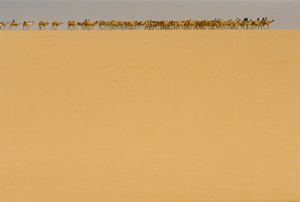 Karawana z solą w drodze do Agadez w Nigerii. W DRODZE DO AGADEZ, NIGERIA, NIGER. autorstwa James L Stanfield