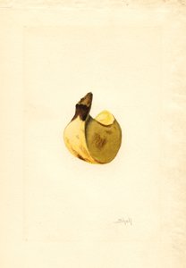 Banana (Musa) (watercolor) autorstwa James Marion Shull