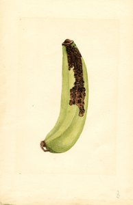 Banana (Musa) (watercolor)