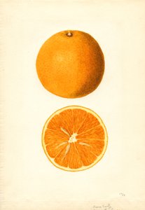 Boone Early Oranges (Citrus sinensis) (akwarela)