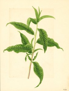 Gałąź z zielonymi liśćmi z drzewa brzoskwiniowego Elberta (Prunus persica: Elberta) (akwarela)