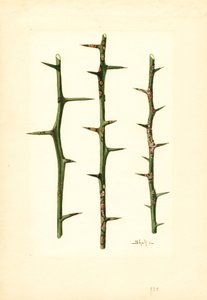 Rak cytrusowy na łodydze pomarańczy (Poncirus trifoliata) (akwarela)