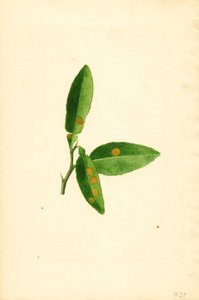 Chory liść drzewa pomarańczowego (Citrus aurantium) (akwarela)