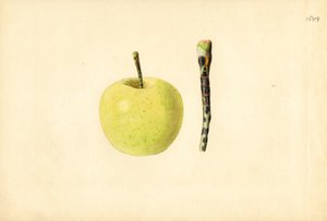 Jabłko Golden Delicious (Malus domestica) (akwarela)