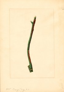 Gałązka drzewa pomarańczowego (Citrus sinensis: Valencia) (akwarela) autorstwa James Marion Shull