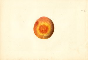 Brzoskwinia (Prunus persica: Elberta) (akwarela)