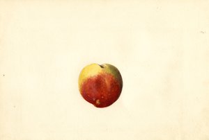 Brzoskwinia (Prunus persica: Elberta) (akwarela)