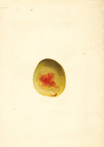 Brzoskwinia (Prunus persica: Elberta) (akwarela)