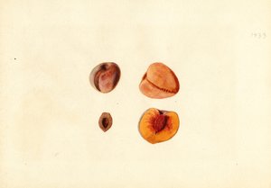 Brzoskwinie (Prunus persica: Hutchkins) (akwarela)