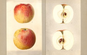 Wilson June Apples (Malus domestica) (akwarela)