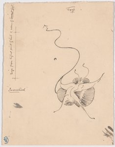 Motyl "Napotkany" (recto); Szkic końcówki (verso)