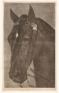 Głowa konia z uzdą autorstwa James Newman Hodges