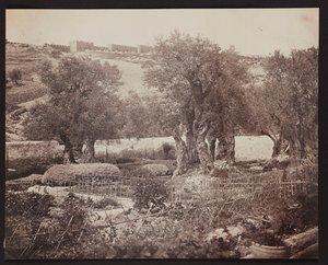 Getsemani [Jerozolima. Ogród Oliwny] autorstwa James Robertson