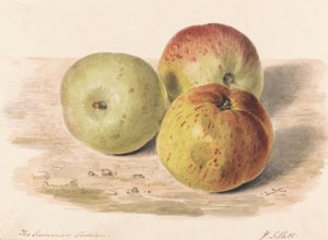 The Summer Lodden, wrzesień 1832: Studium martwej natury trzech jabłek