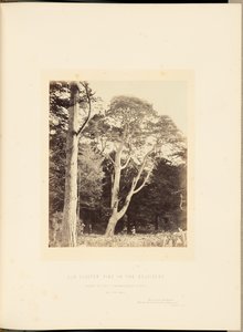Old Cluster Pine w Belvidere autorstwa James Sinclair, 14th Earl of Caithness