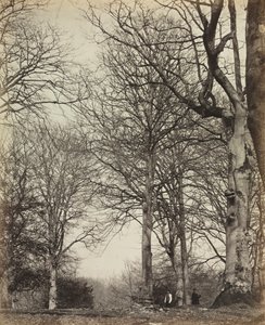 Buk królowej Adelajdy autorstwa James Sinclair, 14th Earl of Caithness