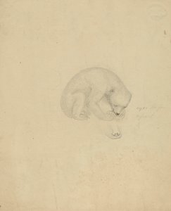 Niedźwiedź autorstwa James Sowerby