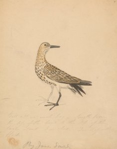 Ptak autorstwa James Sowerby