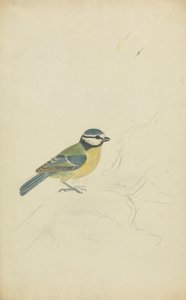 Niebieski cycek autorstwa James Sowerby