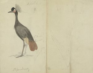 Dźwig autorstwa James Sowerby