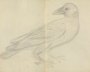 Kruk autorstwa James Sowerby