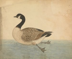 Gęś autorstwa James Sowerby