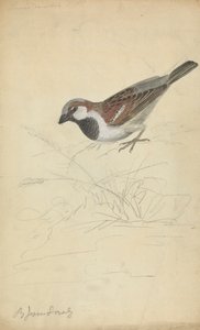 Wróbel domowy autorstwa James Sowerby